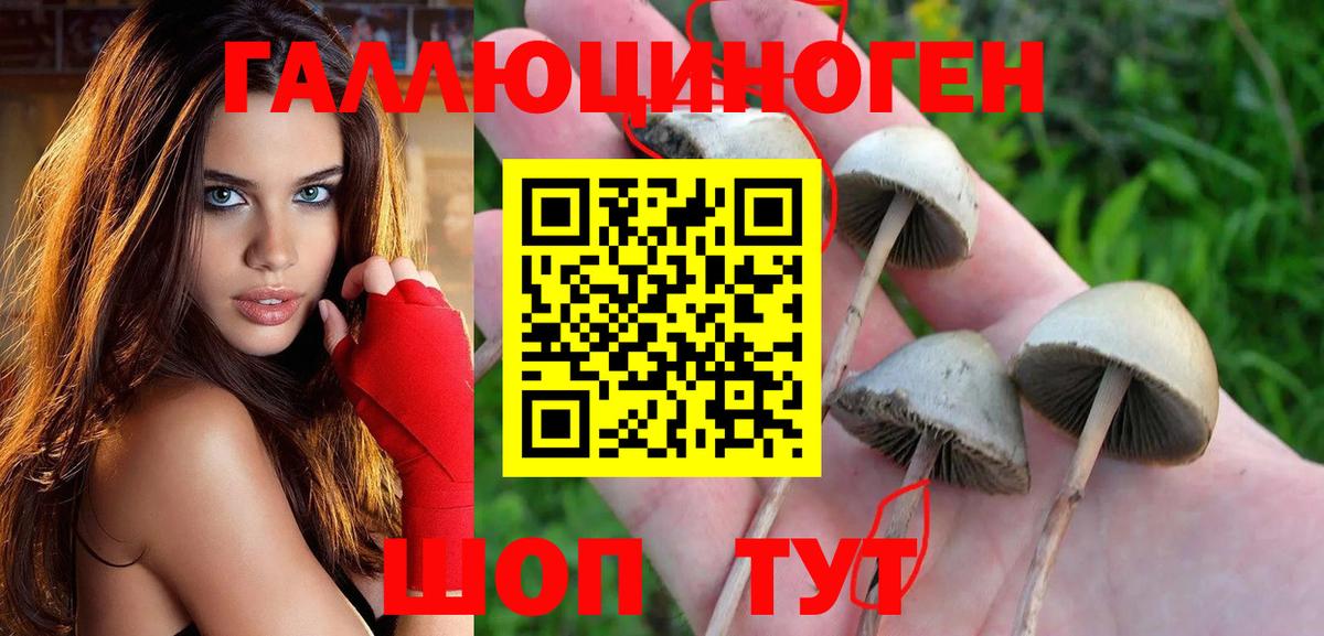 Псилоцибиновые грибы мицелий Кизляр